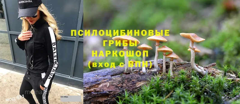 Псилоцибиновые грибы Psilocybe  Кировград 